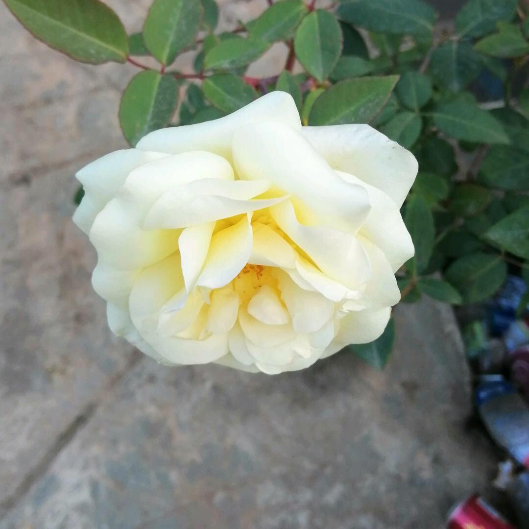 岁月如歌岁月无情