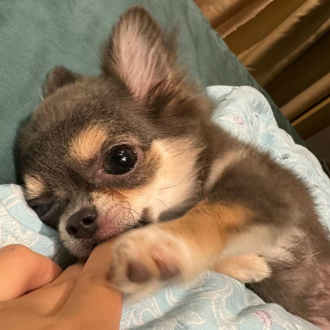 泥寿司吧.