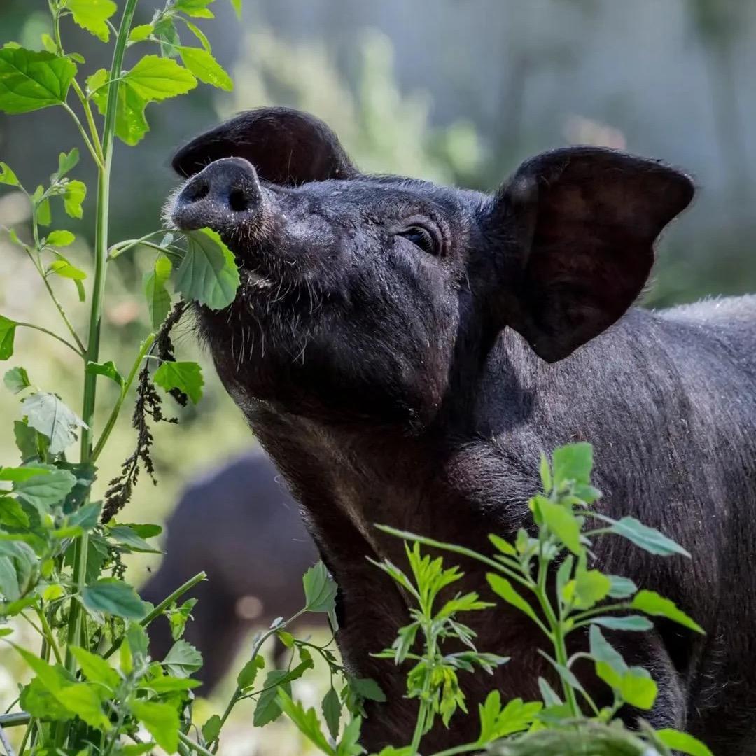 农家散养跑山黑土猪