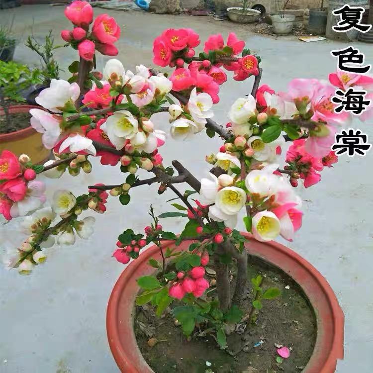 沭阳托马斯电子商务有限公司