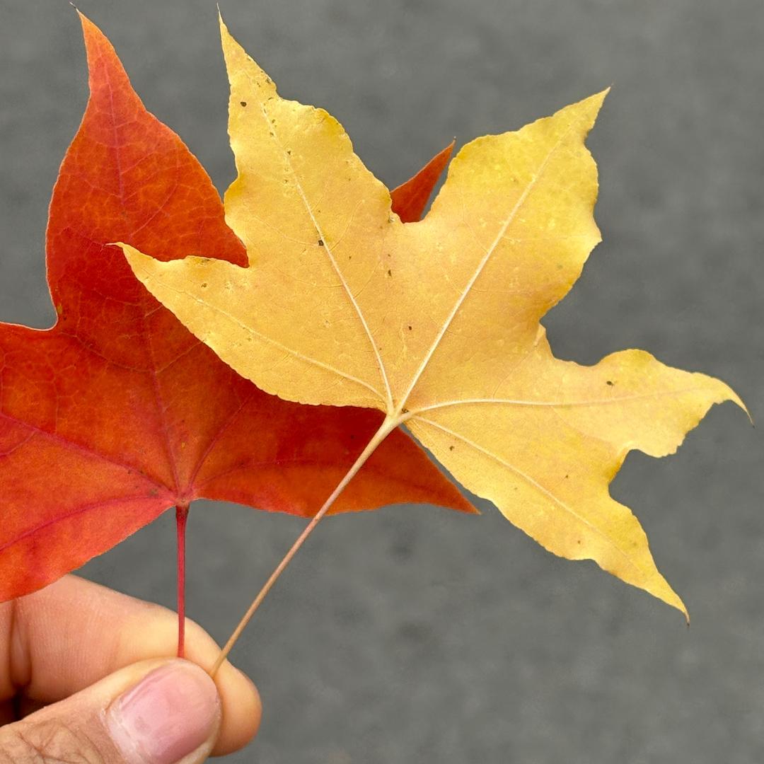 👑真真呀🦋加油💅（拒绝连赞）