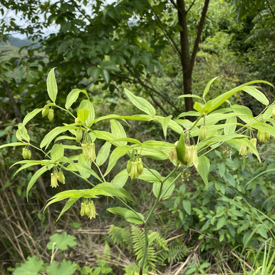安仔赶集收收山货