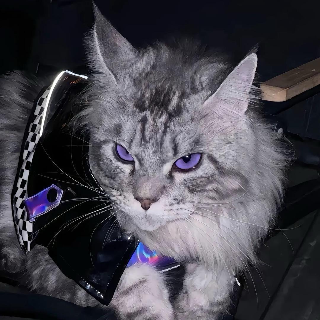 紫猫