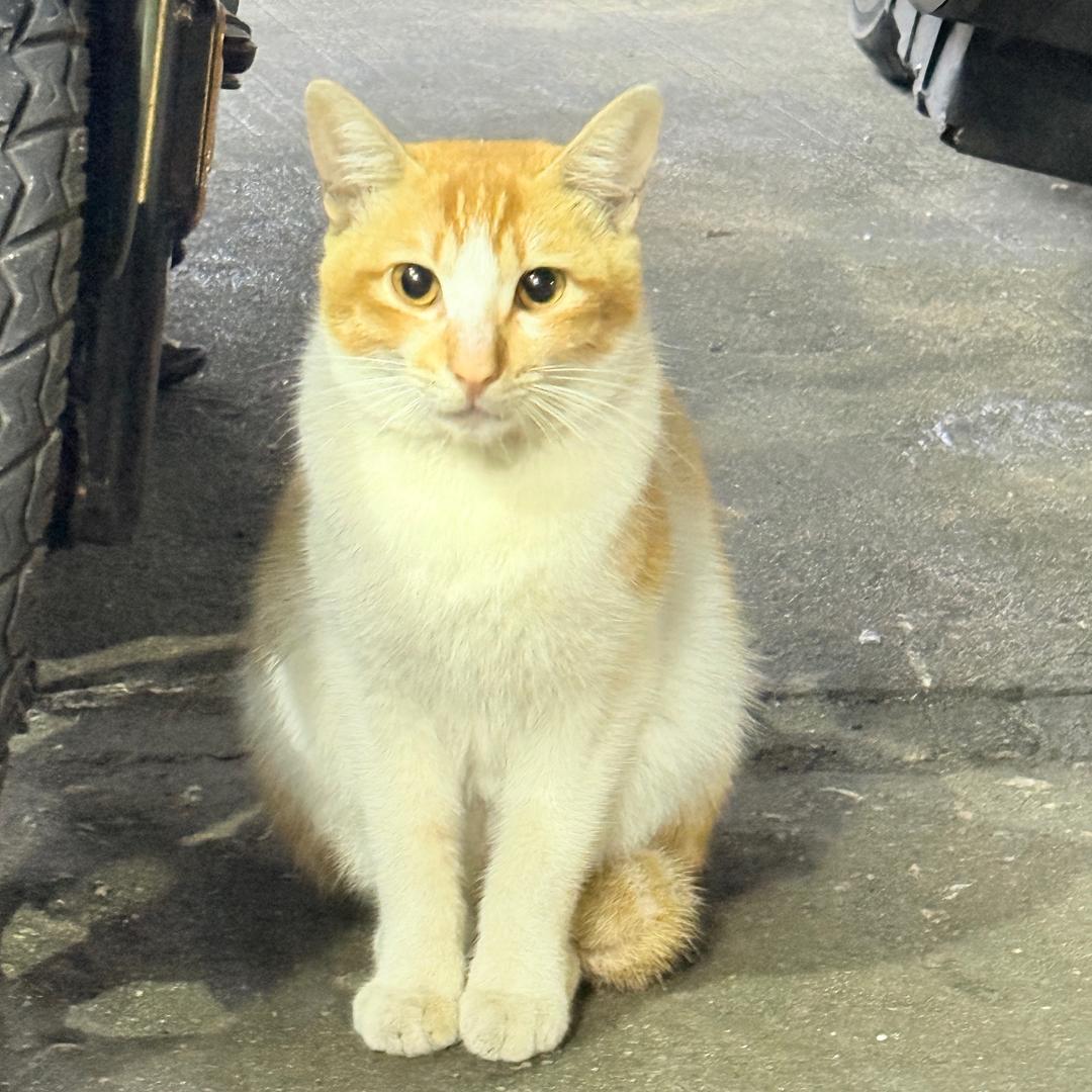 困困zᙆ橘猫🐾