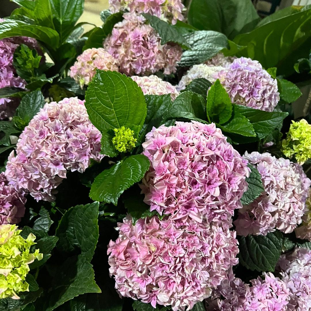 玖月的阳光