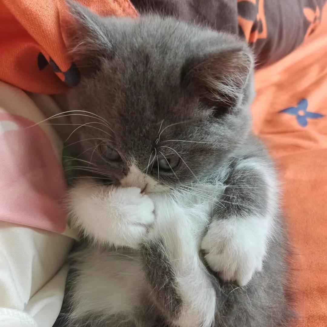 爱钓鱼的猫