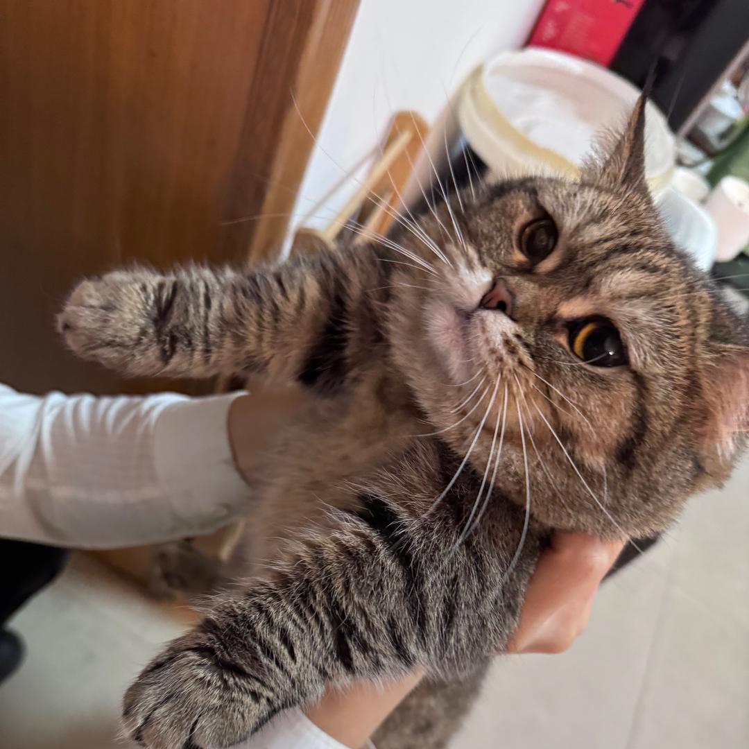 牛牛皮皮布妹是我的猫头像