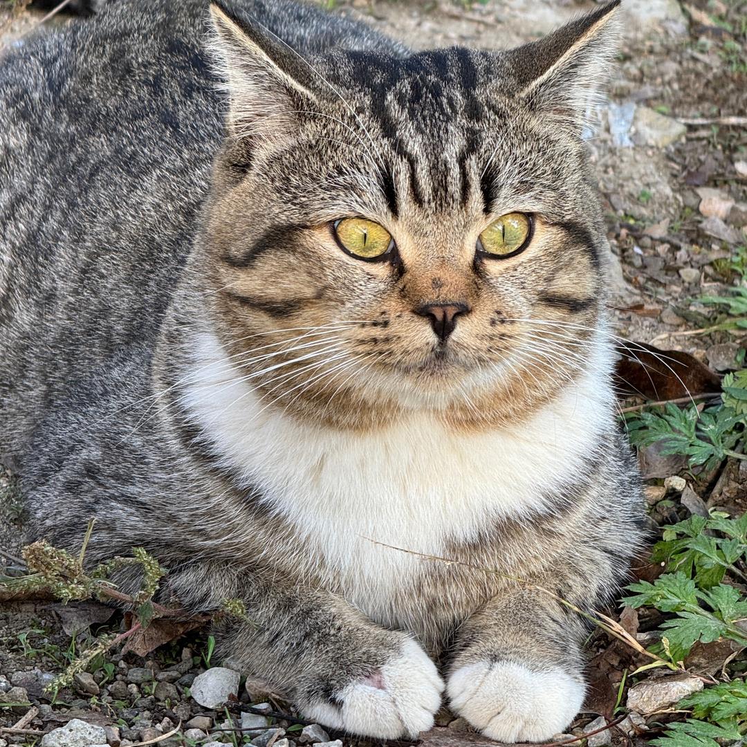 元宝咪咪猫