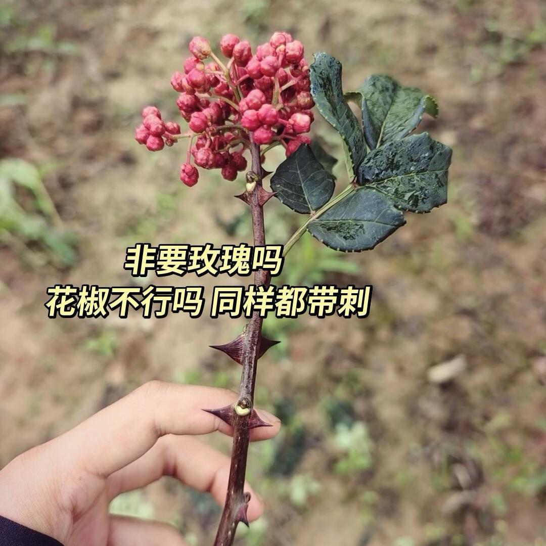 茉茉