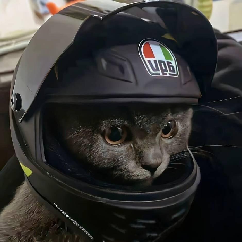 老猫
