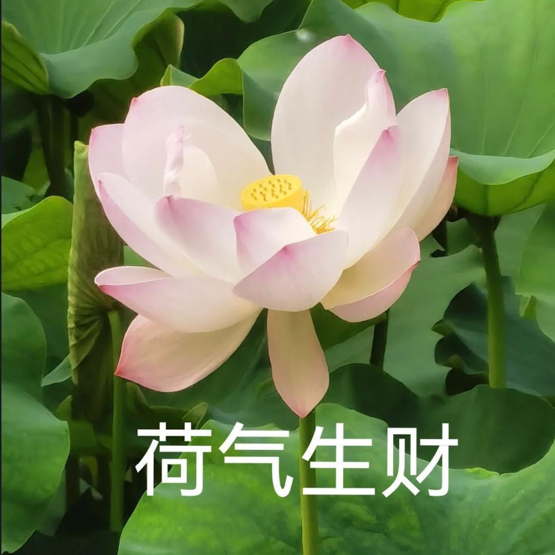 清心呱语_