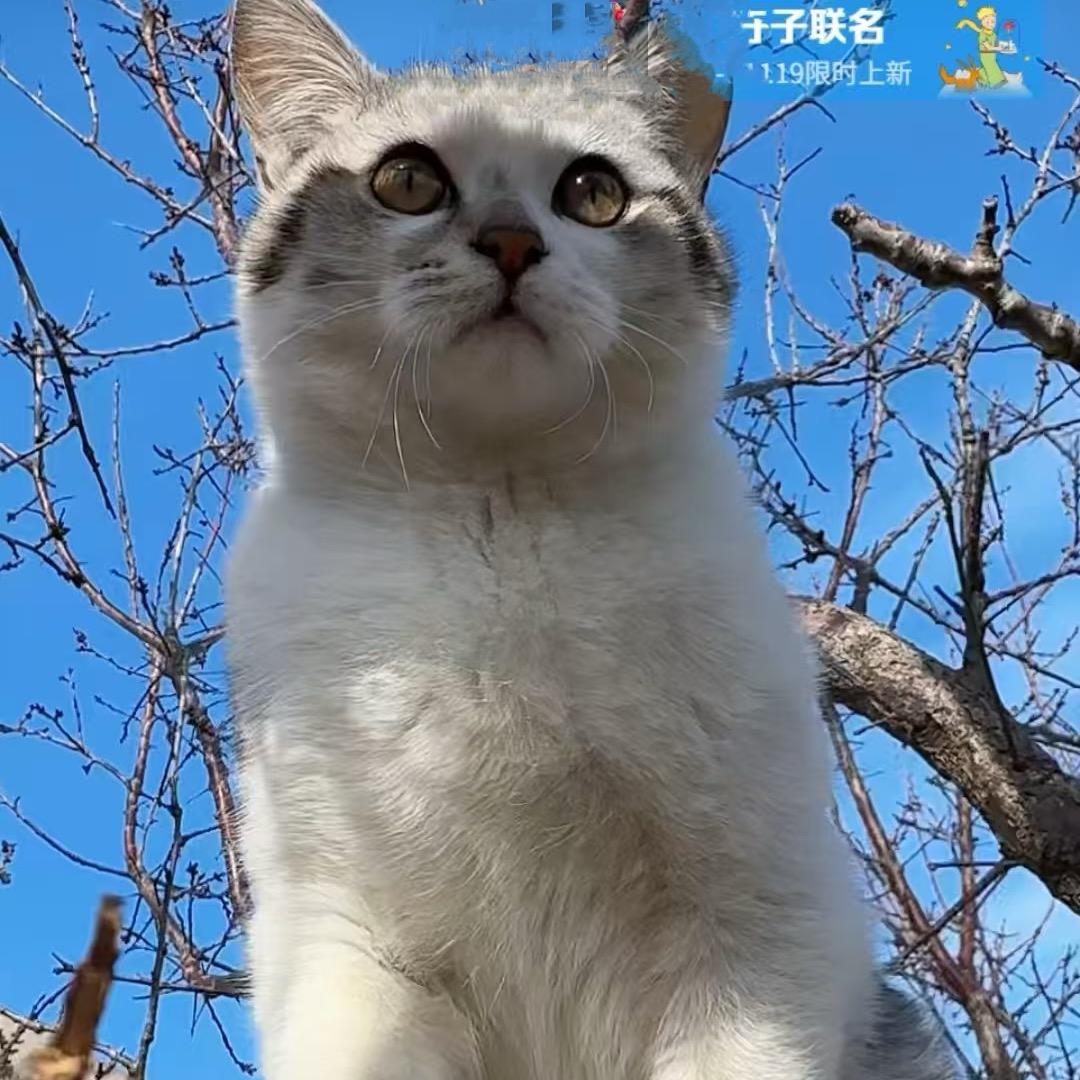 兜兜有米🌾