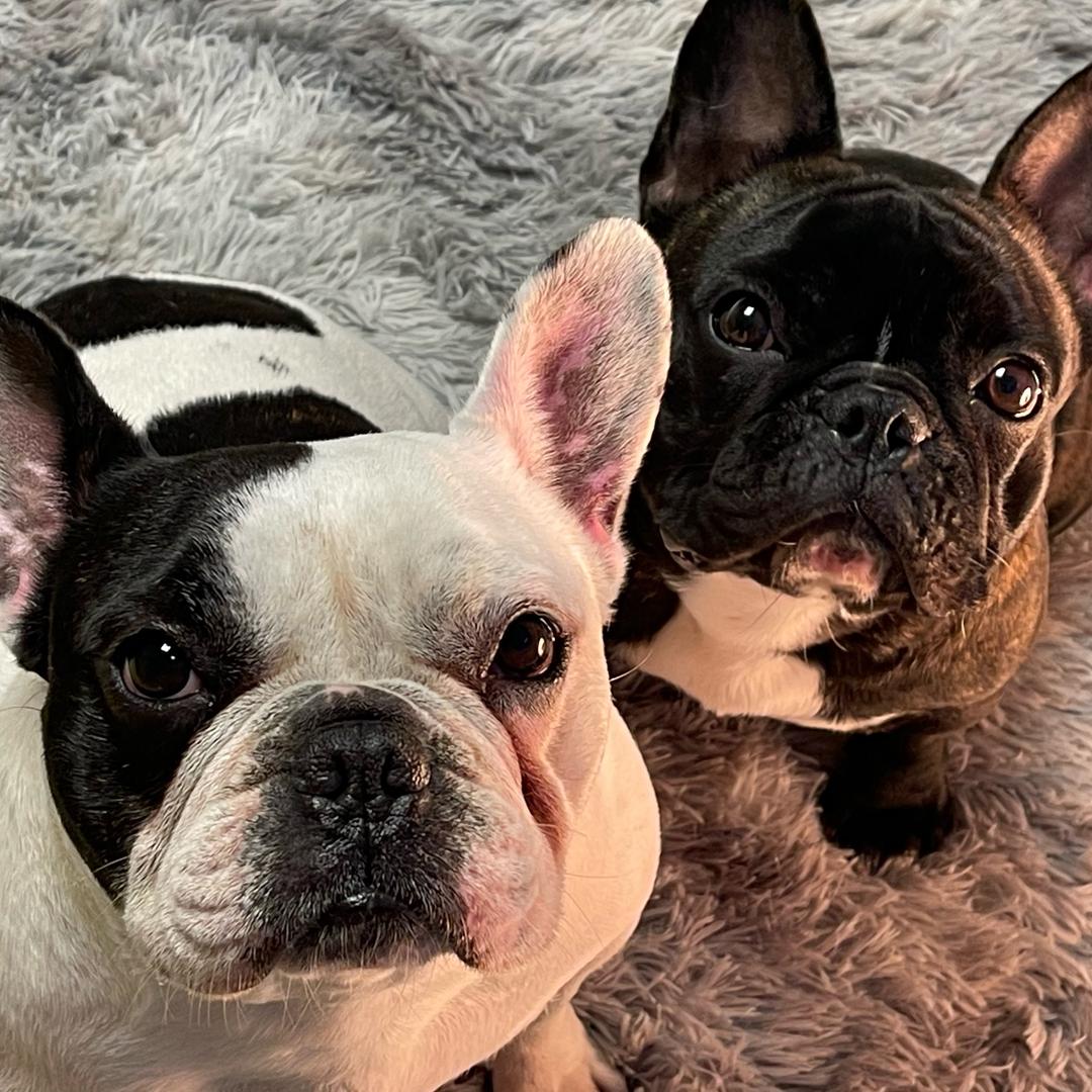 🐾