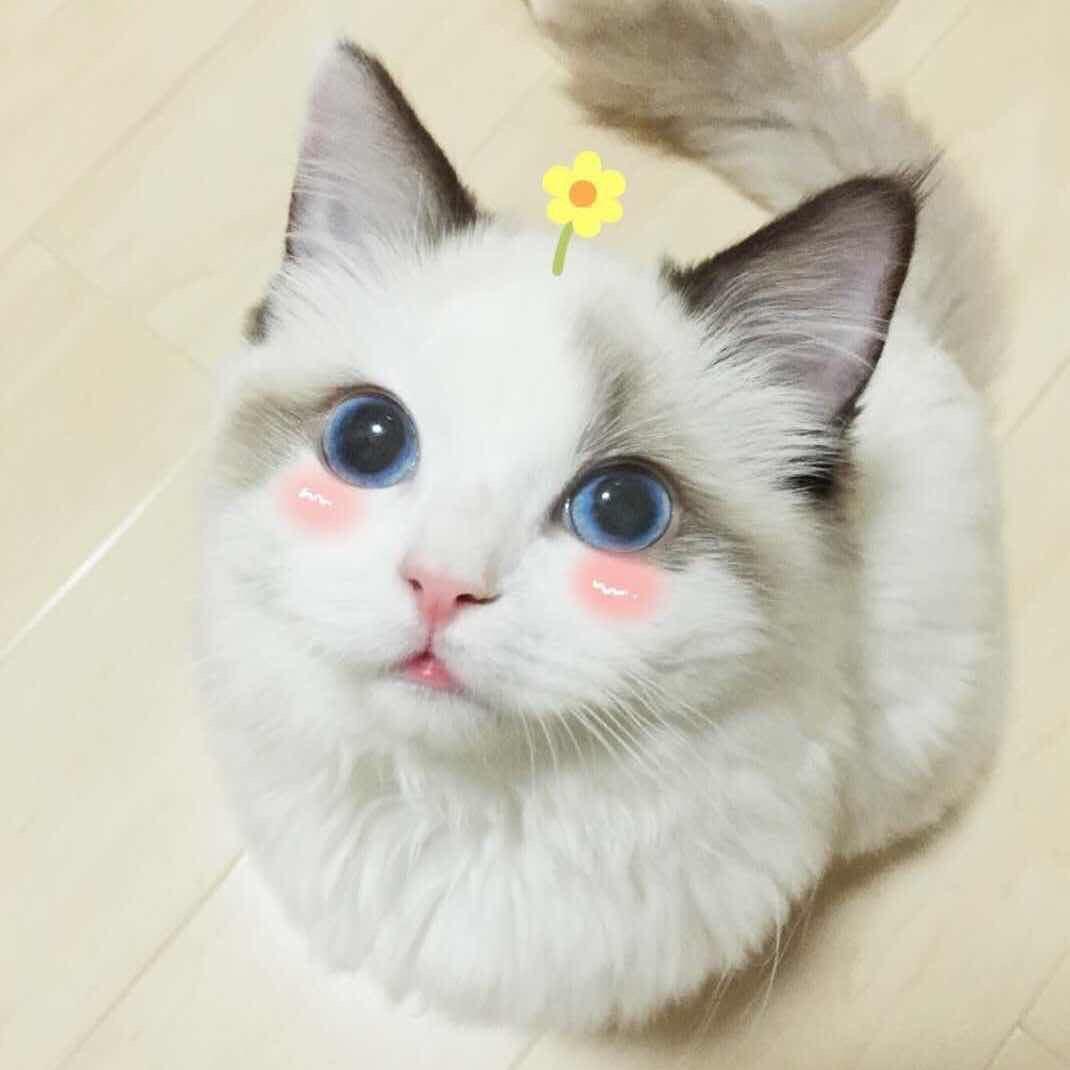 放生💋