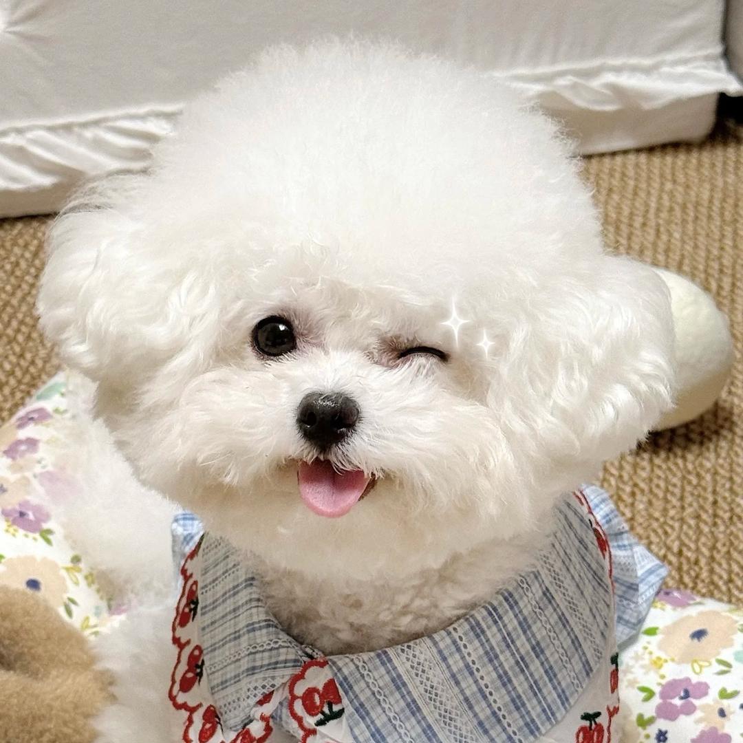 奶fufu小汪🐶