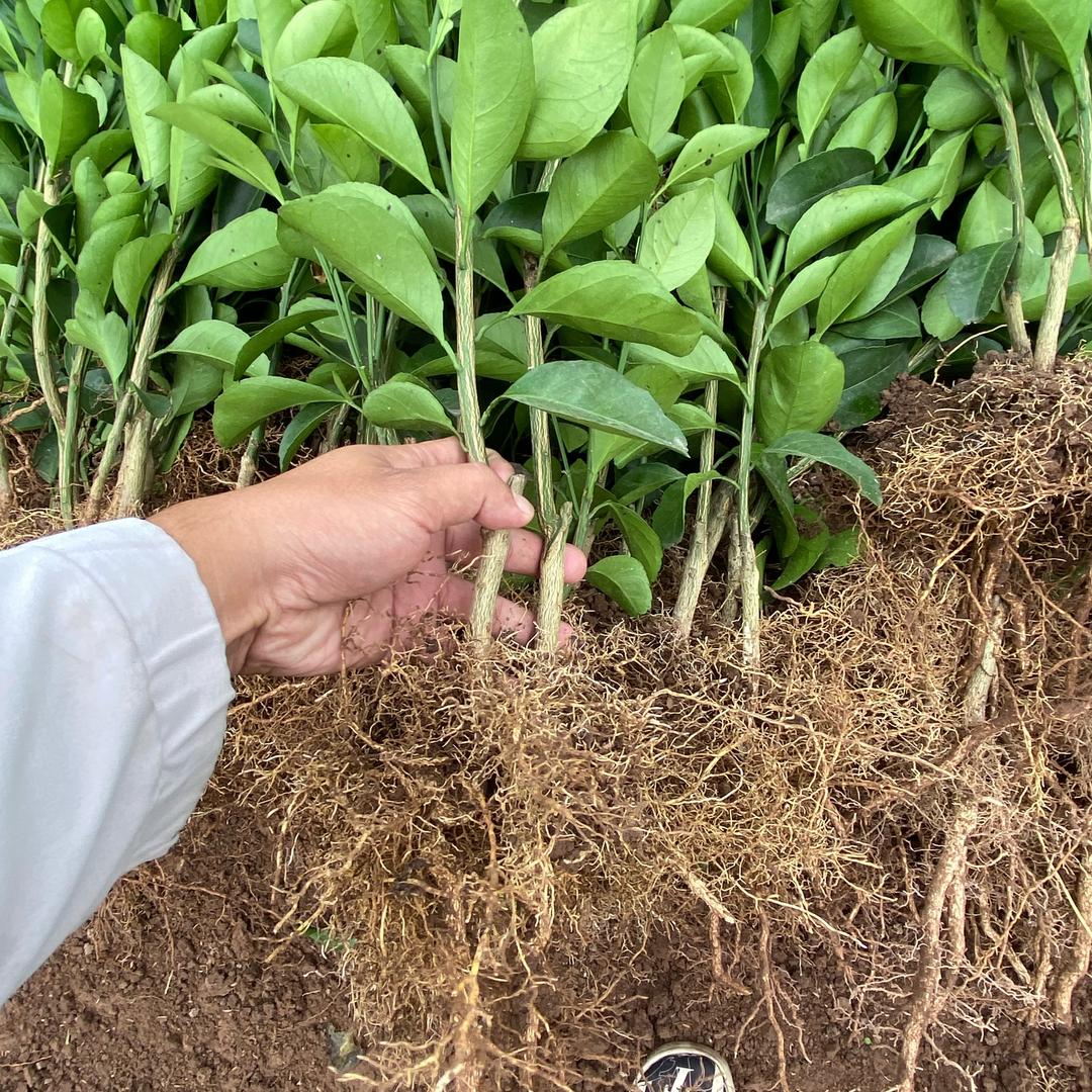 佳园缘花木场