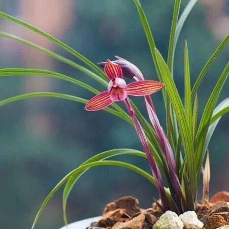 兰花草.