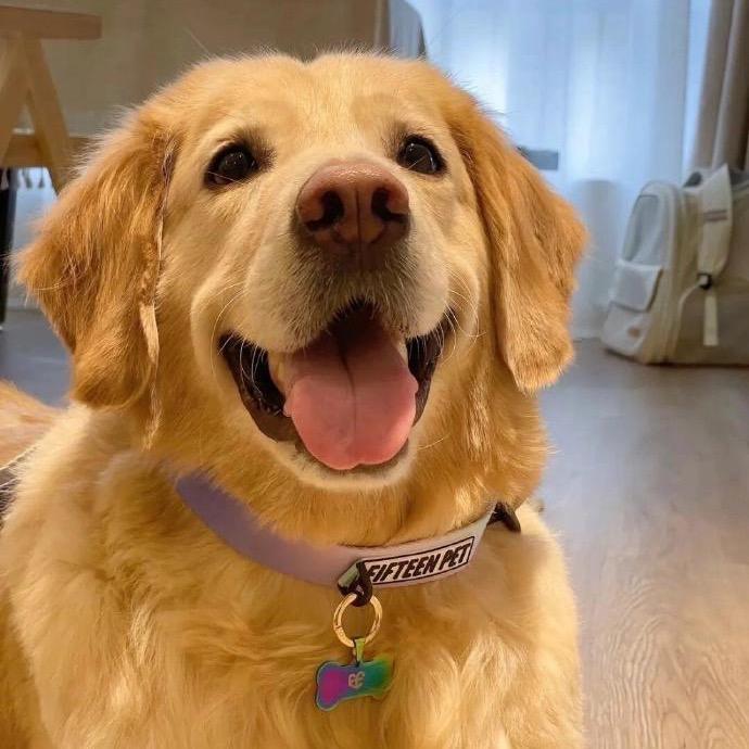 胖嘟嘟宠物基地（看宠打主页☎️