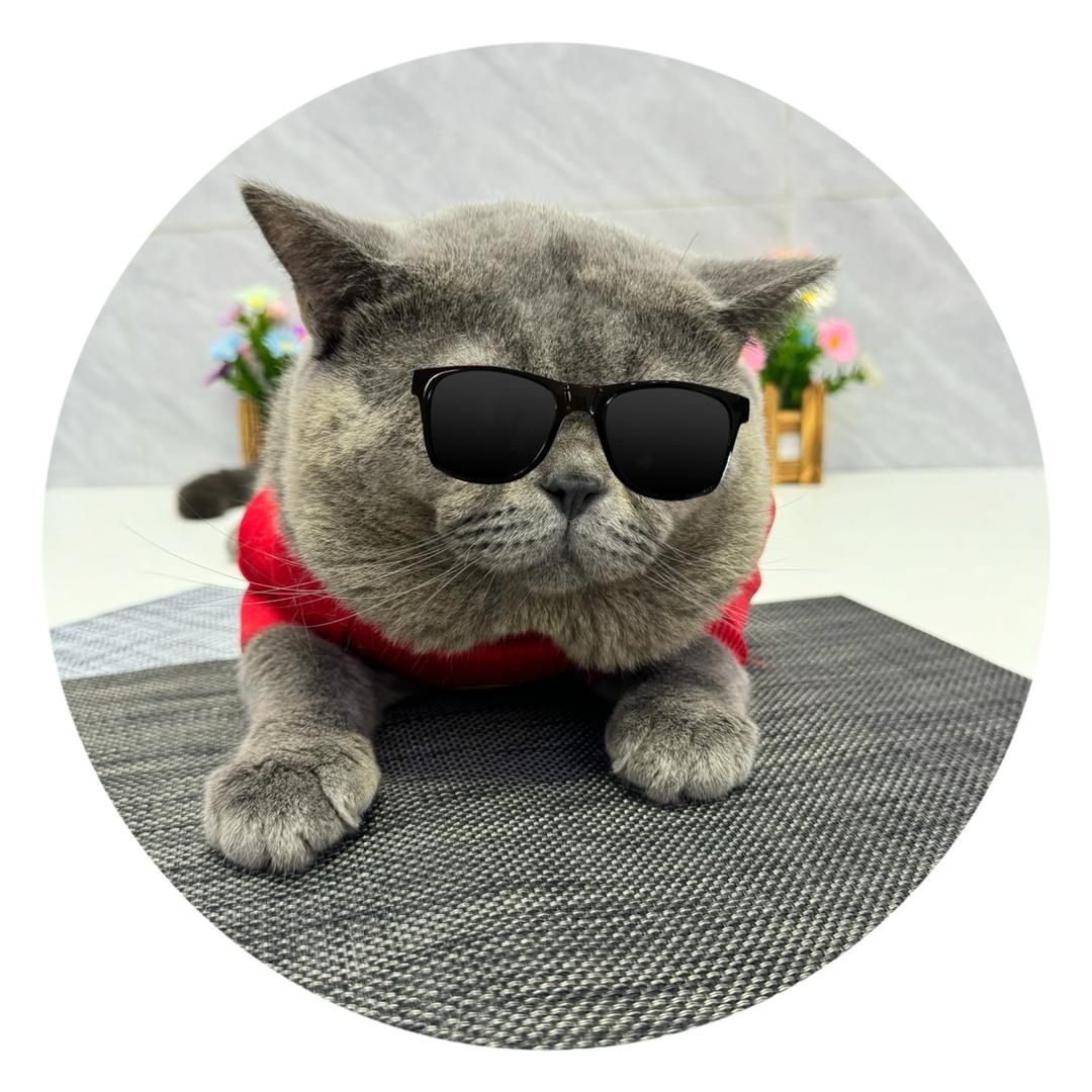 吨吨是只懒猫