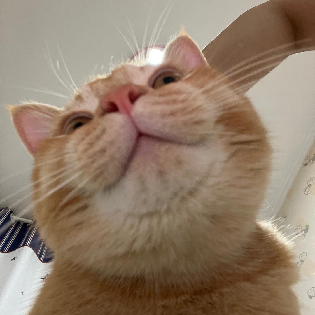 麻番薯了
