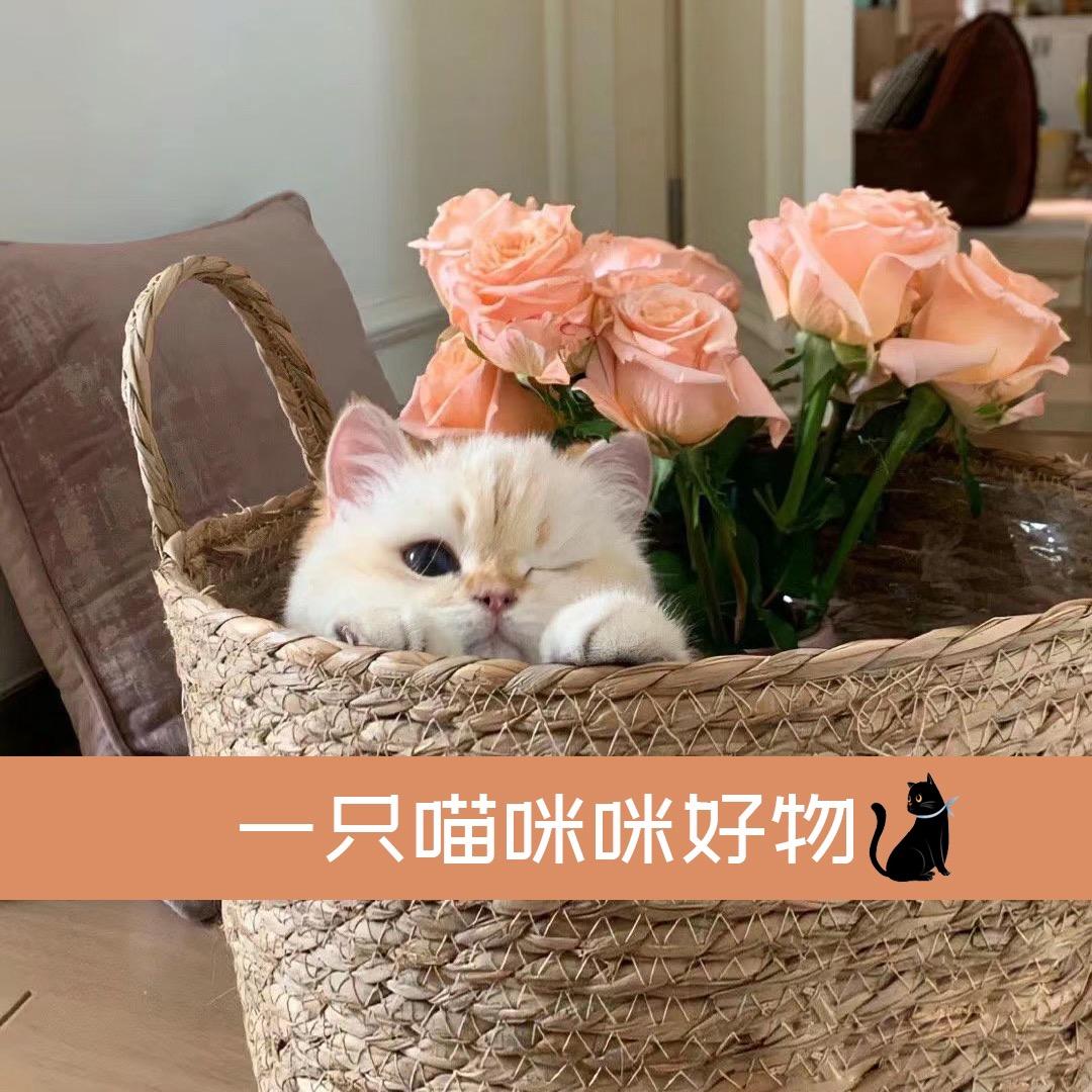 一只喵咪咪