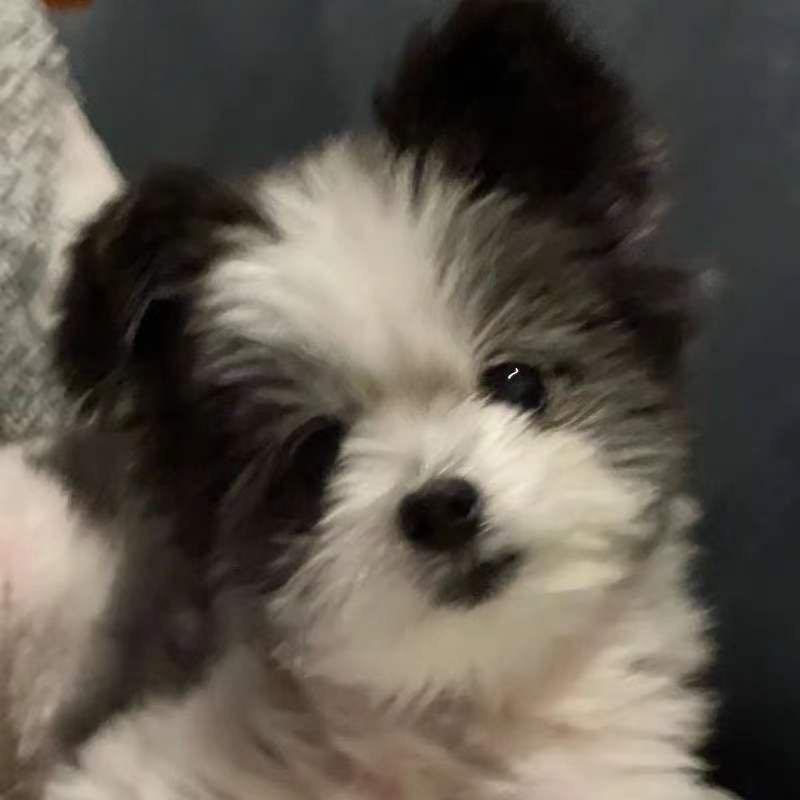 一个一本正经的卡社