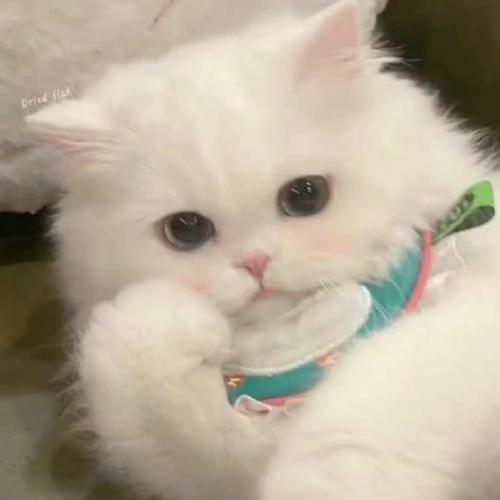 薛之谦的小宝贝💕