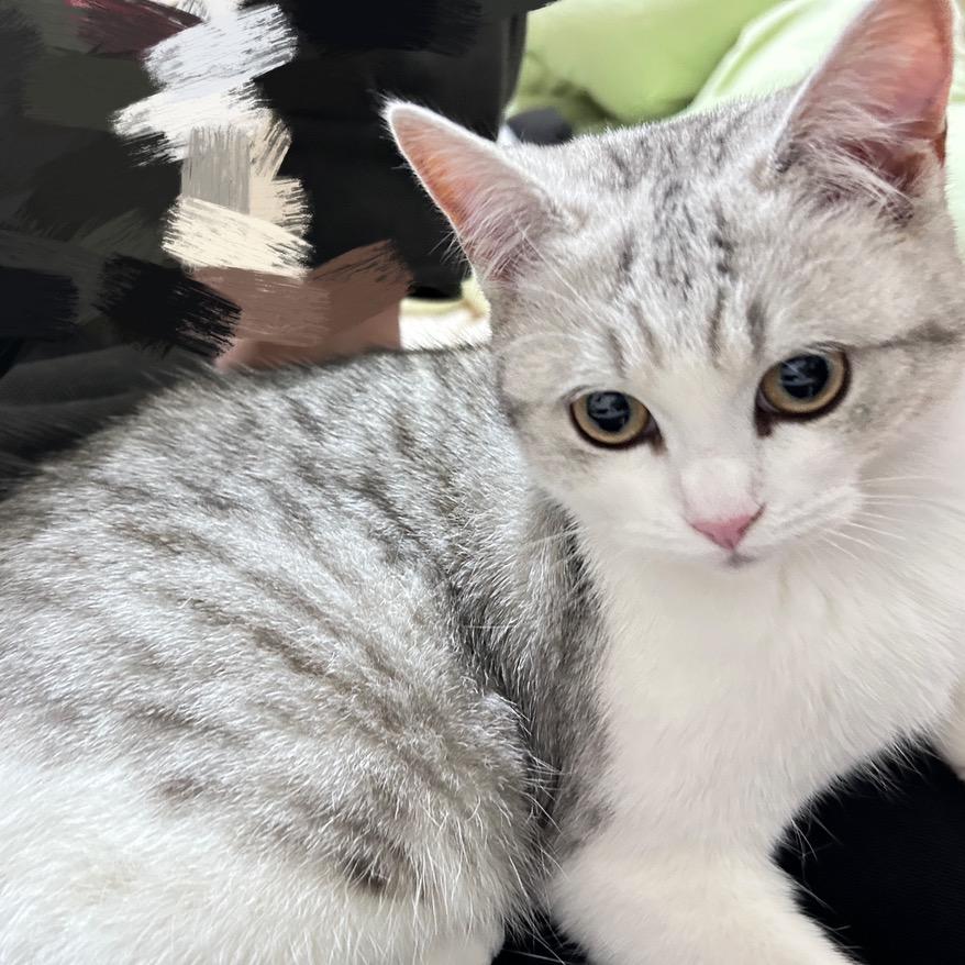 快乐猫🐈📷