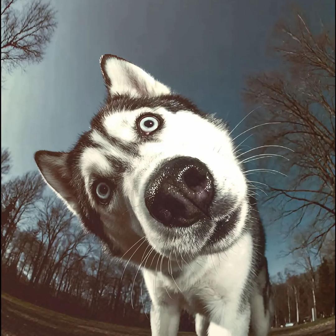 荒」