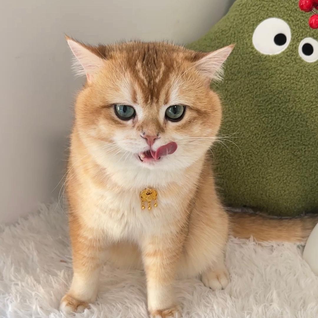 好胖一只虾（发疯版）