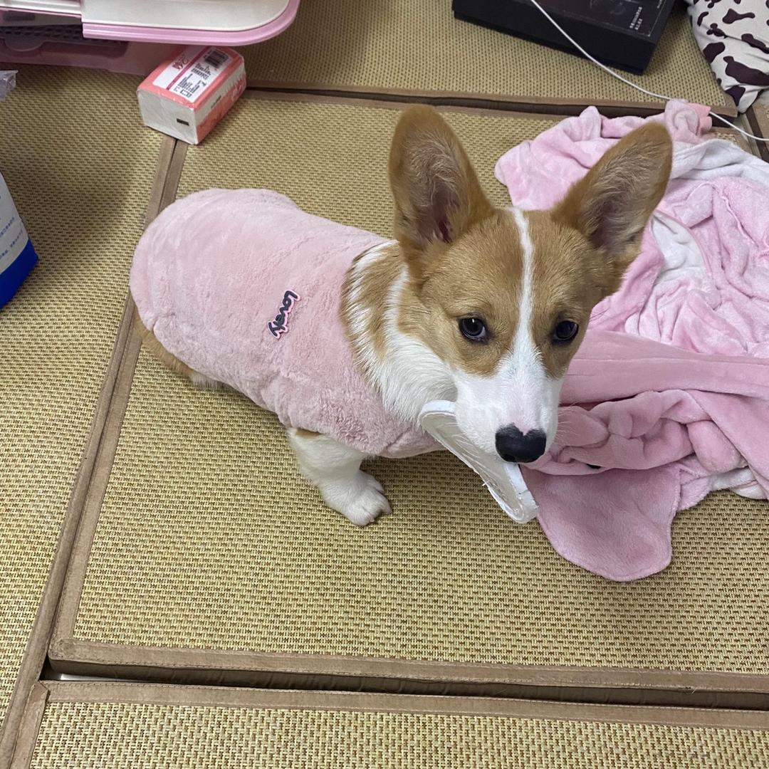 乌龟壳里藏兔兔