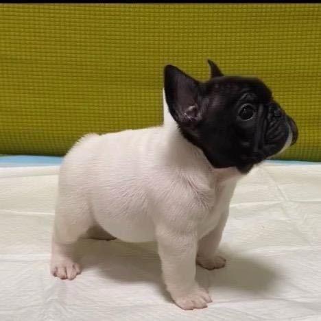 黑头白身法斗（拂晓法斗犬舍）