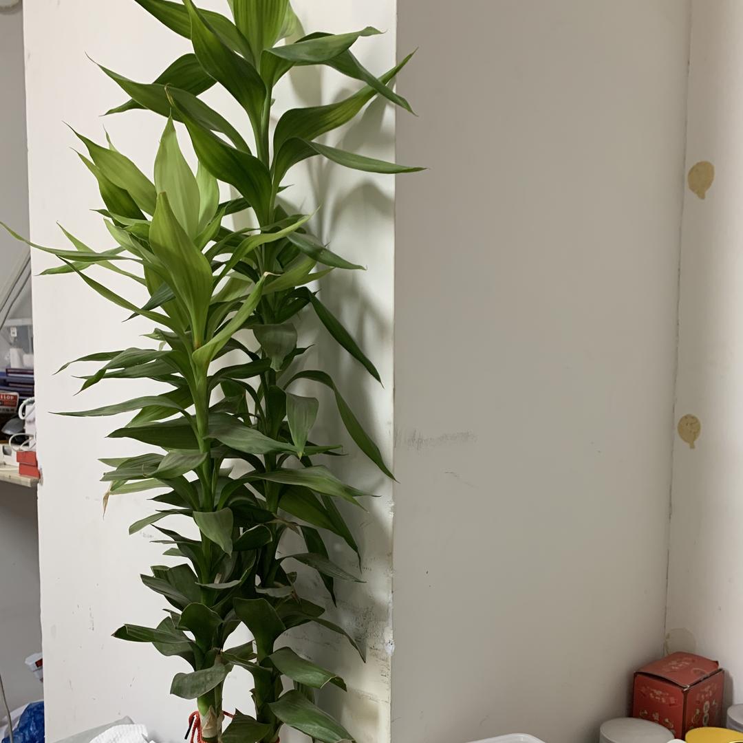 麦昆百货