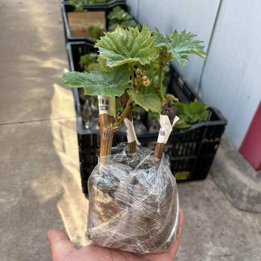 宏盼花语园艺专卖店