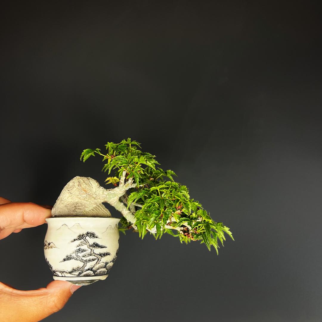 罪美的后花园