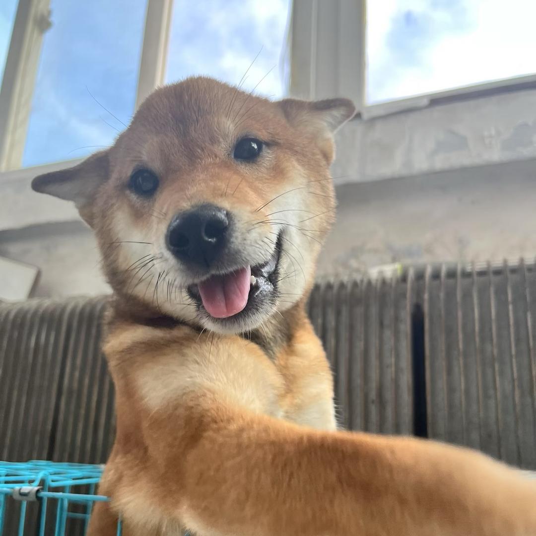 宠物寻游记（买🐶私）