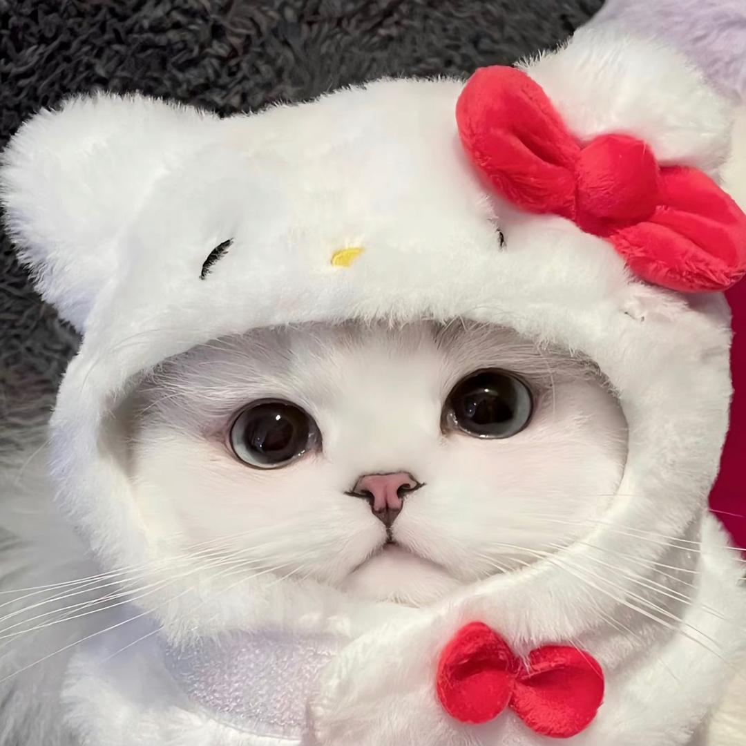 团团圆圆头像