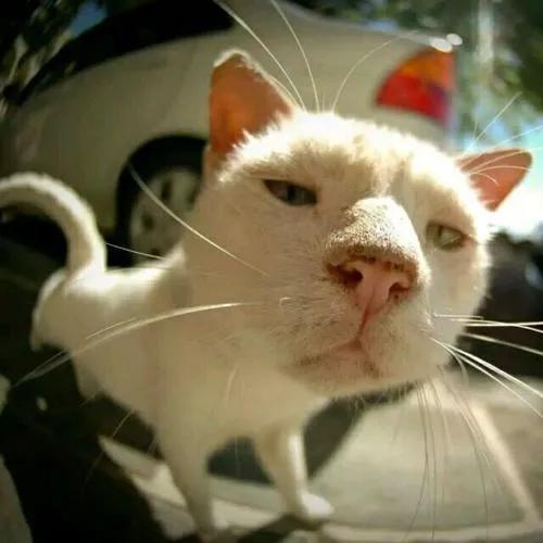 他们叫我子衿📷