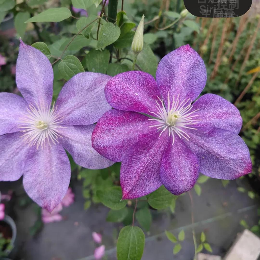 向阳🌸花筑