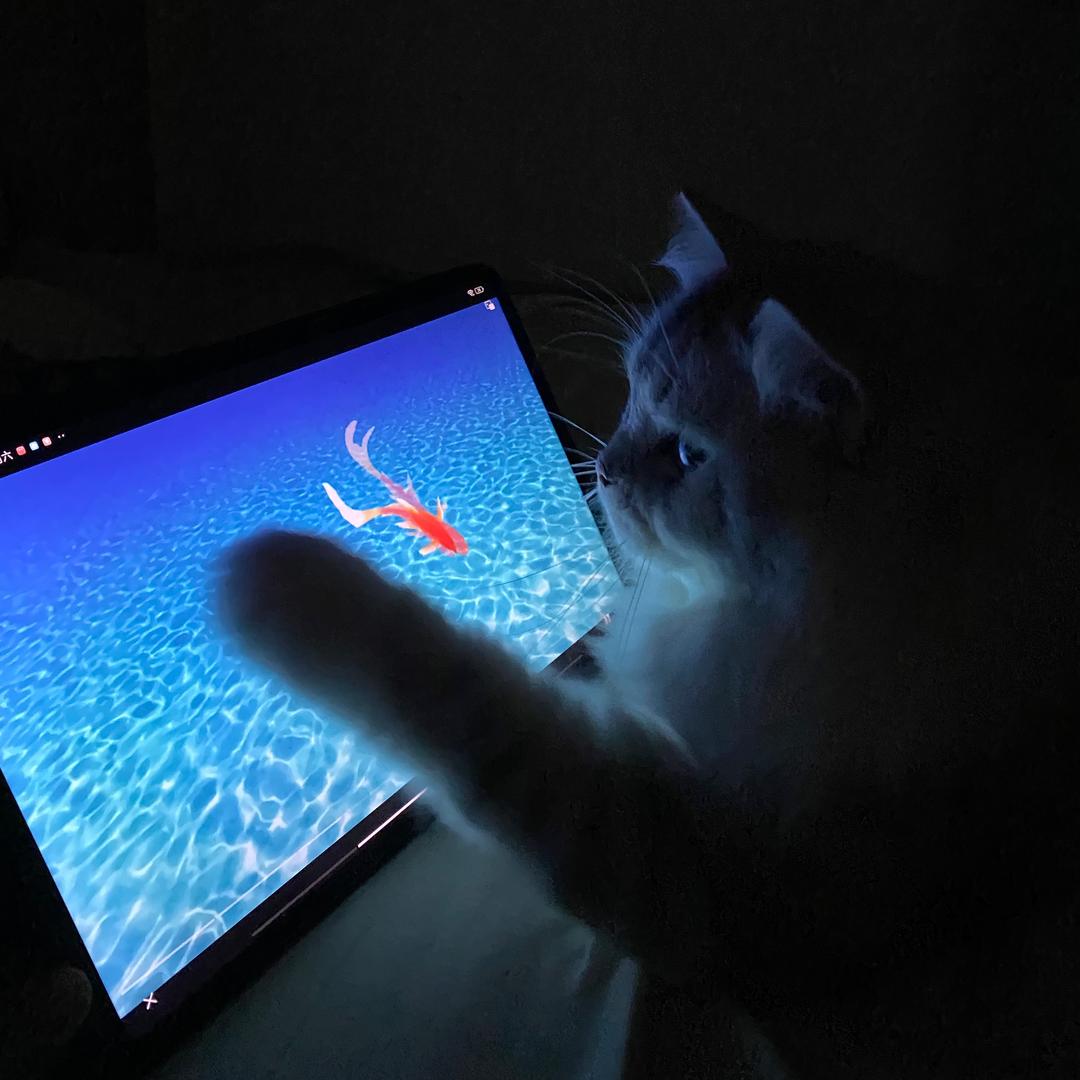 swallow.🐈‍⬛