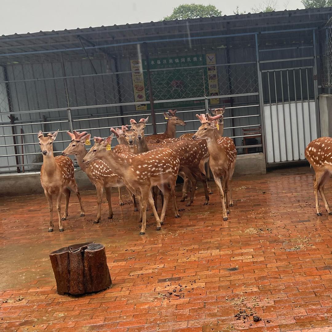 浠水县汪岗镇梅花鹿养殖繁育基地