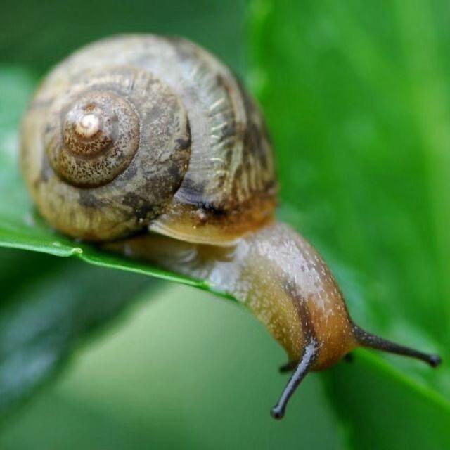 蜗牛