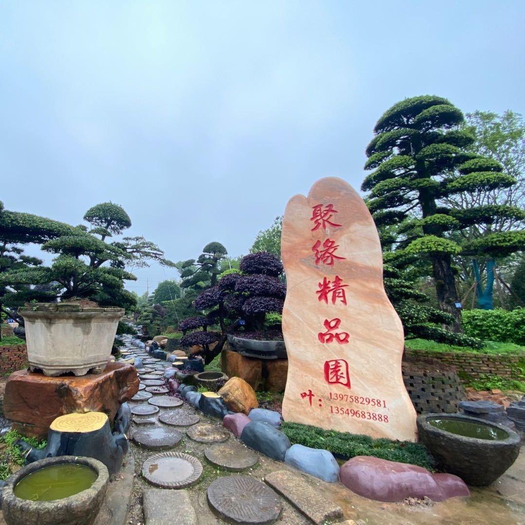 聚缘苗圃（老叶）