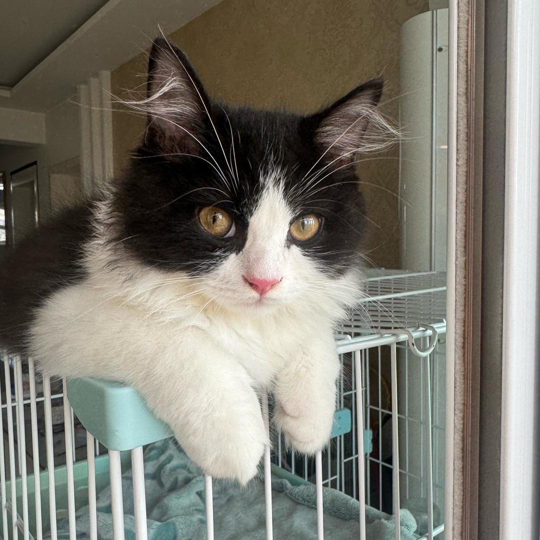 ^ ̳- ‧̫ • ̳^ฅ是猫猫