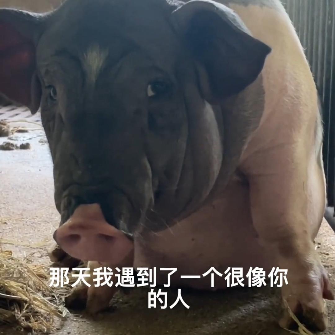 给诗千某位女主播开专场号