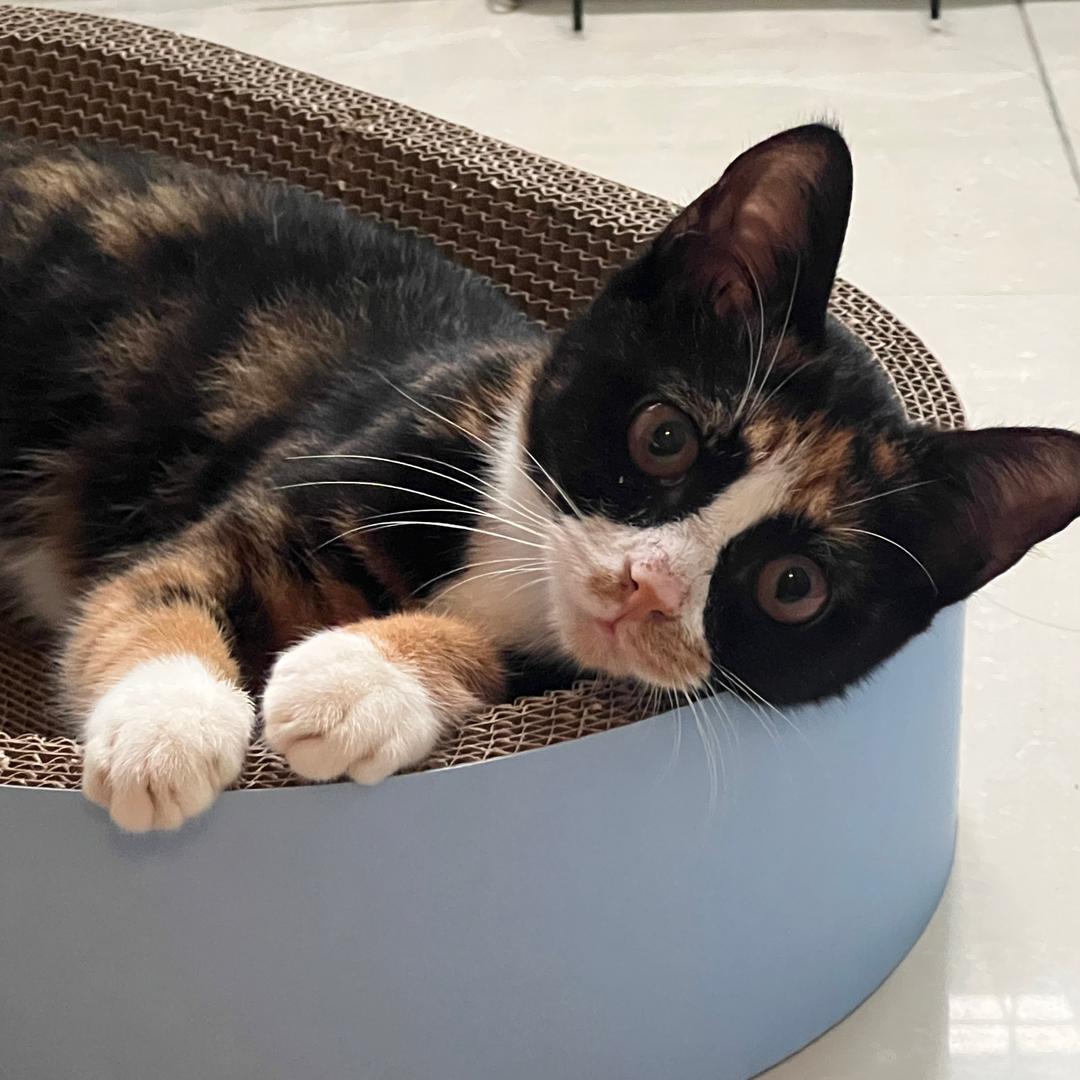 小咪🐈头像