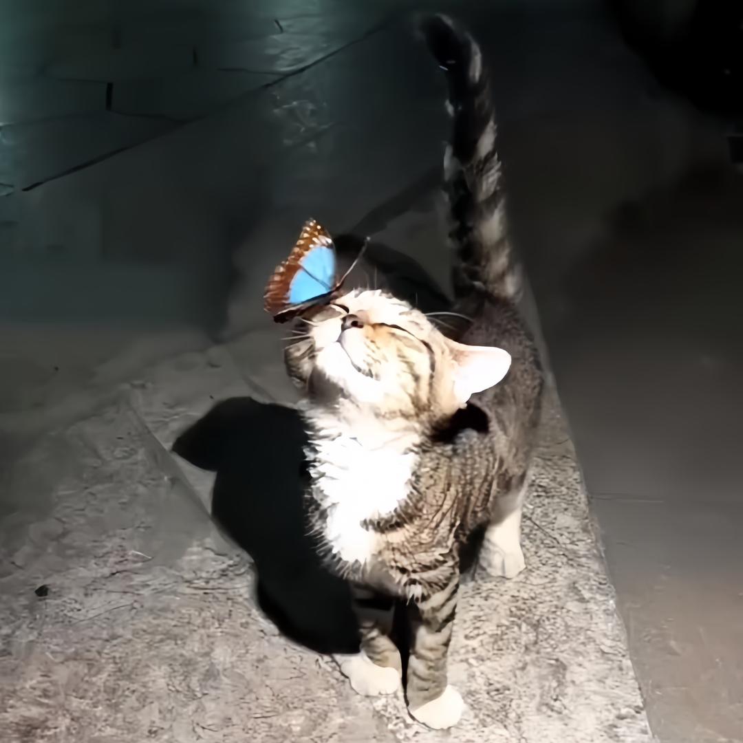 西瓜妹🍉