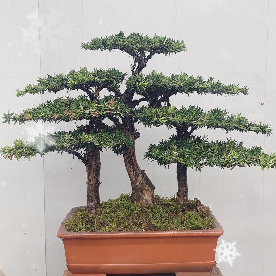 松缘盆景艺术