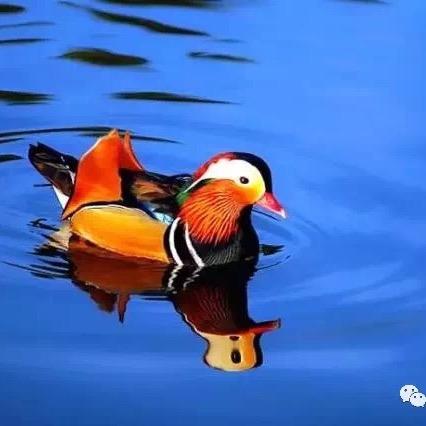 平🇨🇳