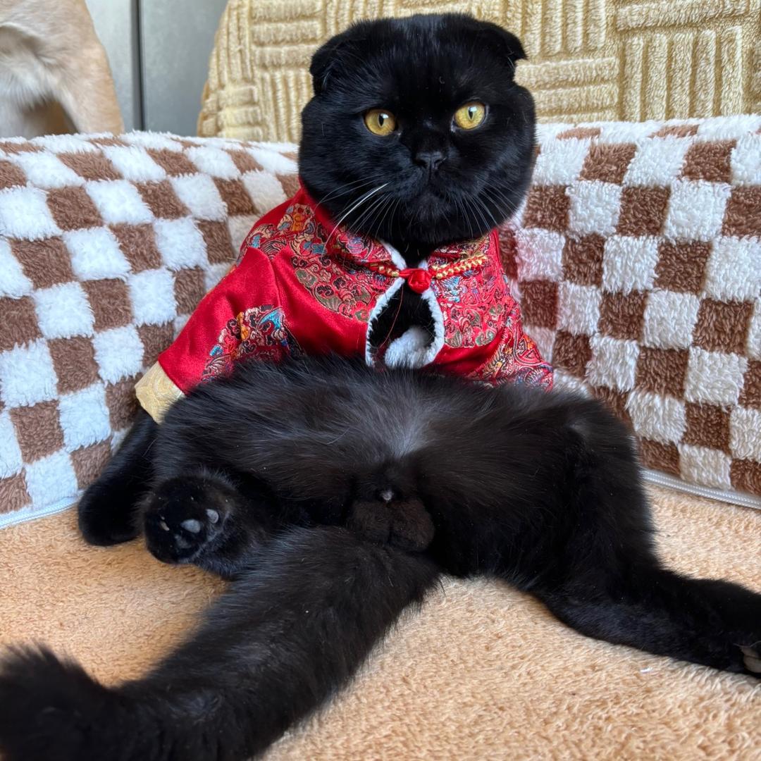 维尼不是小熊